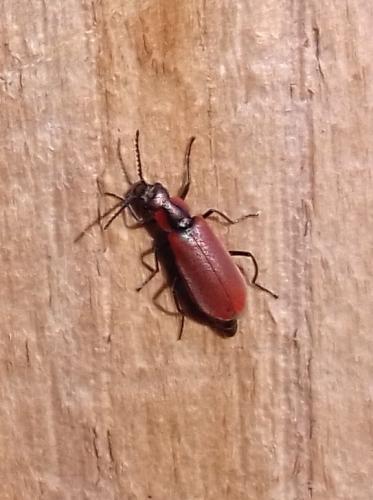 Réf. 197 690 : Anthocomus rufus